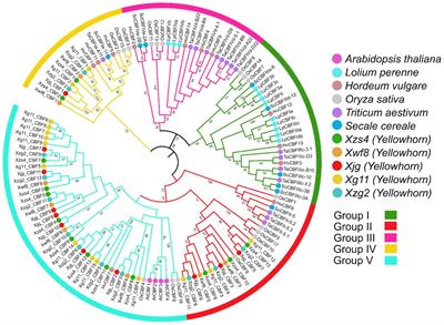 Comparative genomic profiling of CBFs pan-gene family in five yellowhorn cultivars and functional identification of Xg11_CBF11